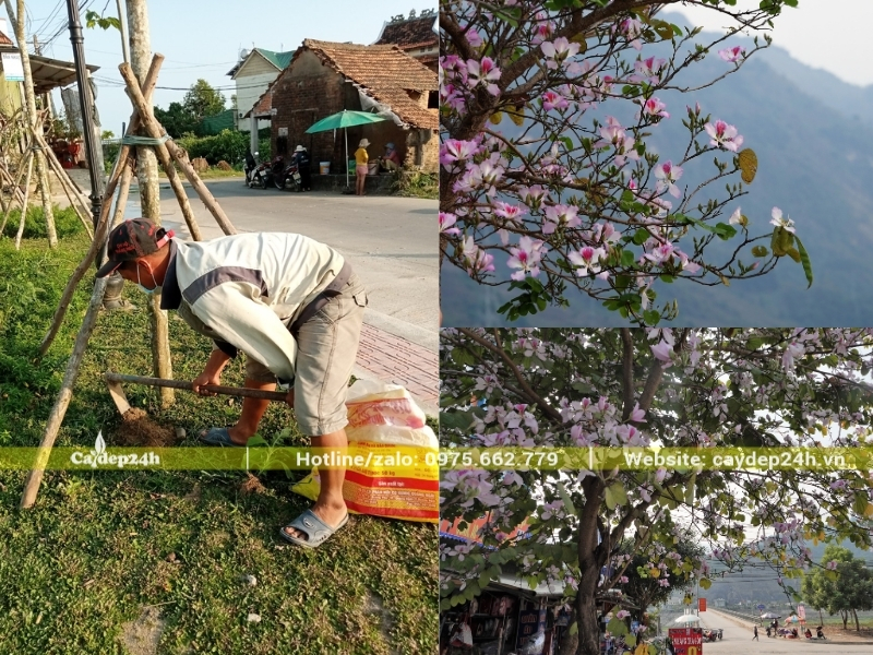 Thực hiện bón phân đúng kỹ thuật cho cây