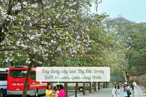 Ứng dụng cây ban Tây Bắc trong thiết kế cảnh quan