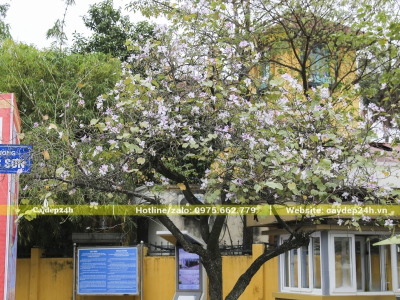 Cây hoa ban nở hoa đúng mùa