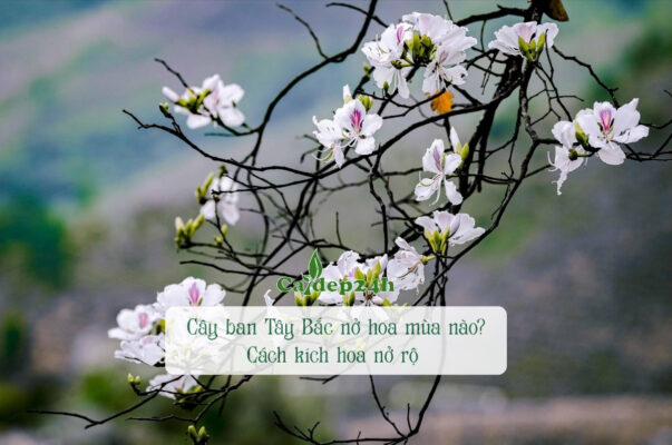 Cây ban Tây Bắc nở hoa mùa nào