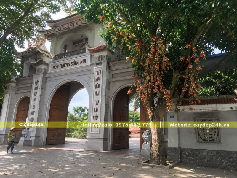 Hình ảnh cây sala ở một bên của Cổng Tam Quan