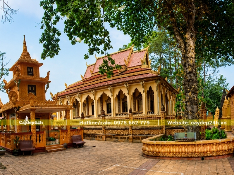 Cây sala trồng ở khu vực Chánh Điện