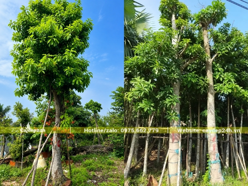 Cây sala công trình khỏe mạnh tại vườn