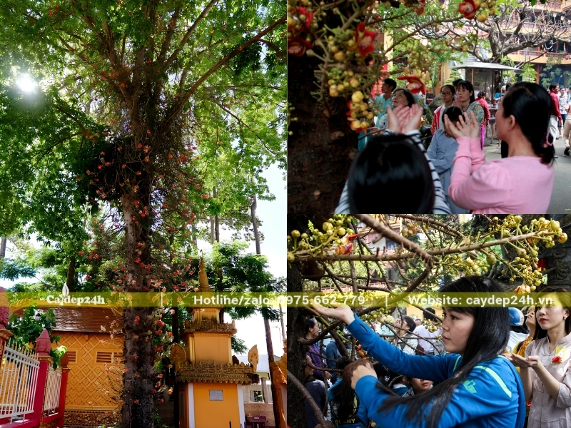 Trồng cây sala lớn tại sân của chùa