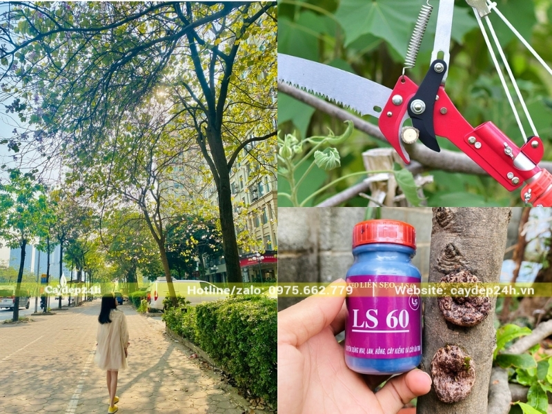 Các công cụ và thuốc cần thiết khi cắt tỉa cây hoa ban