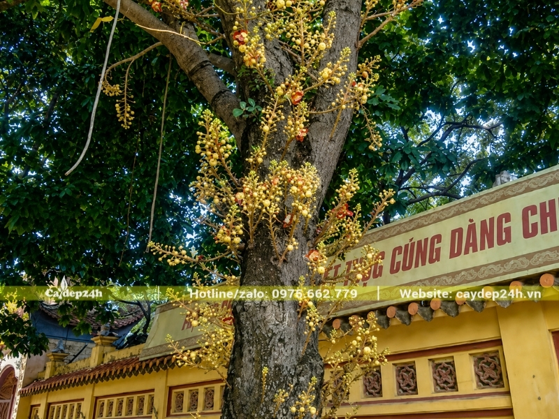 Hoa sala nở đều, đẹp