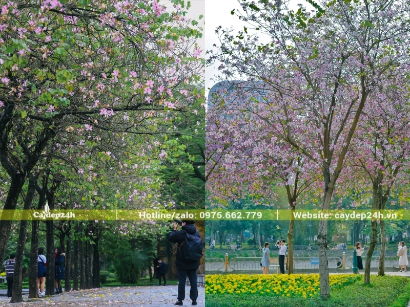 Hoa ban nở tràn ngập trên khung tán