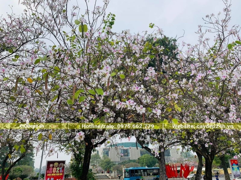 Cây ban Tây Bắc nở đều và đẹp