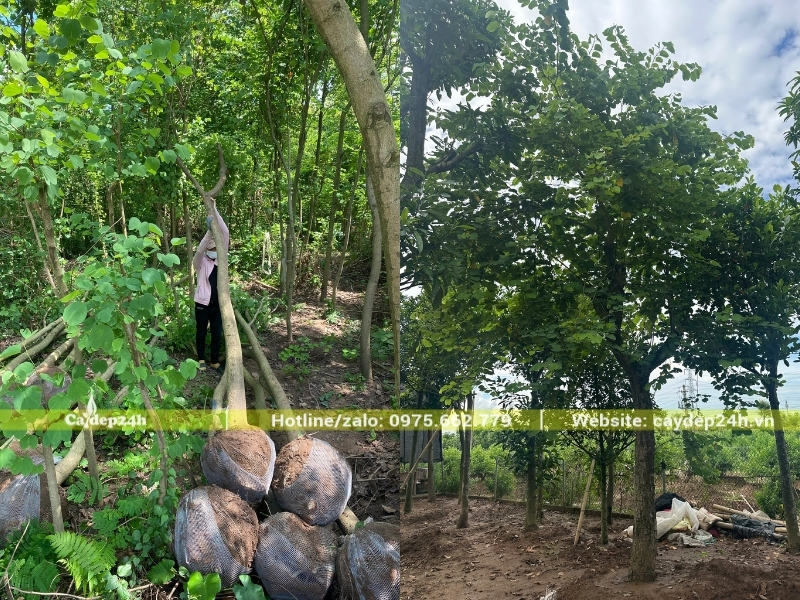 Số lượng cây ban Tây Bắc dâm ủ tại vườn nhiều