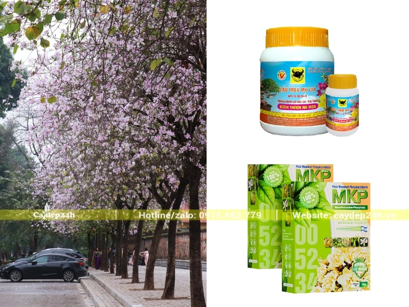 Phân bón phù hợp trong giai đoạn cây ban chuẩn bị ra hoa