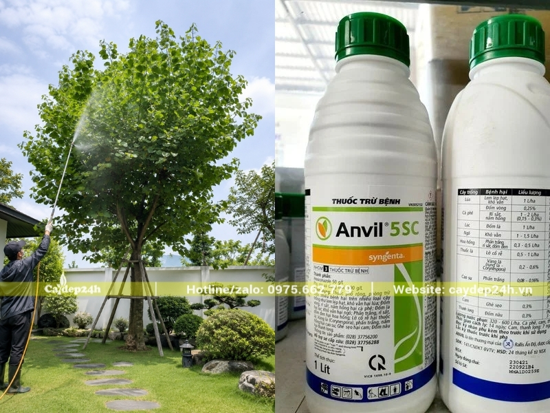 Phun thuốc trị đốm lá cho cây ban Tây Bắc