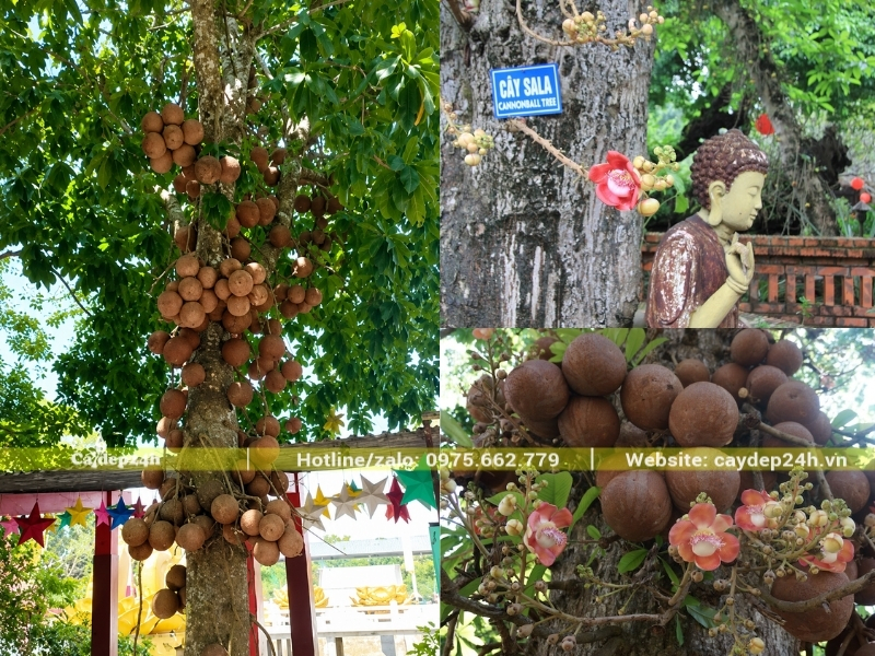 Quả sala mọc đầy trên thân cây
