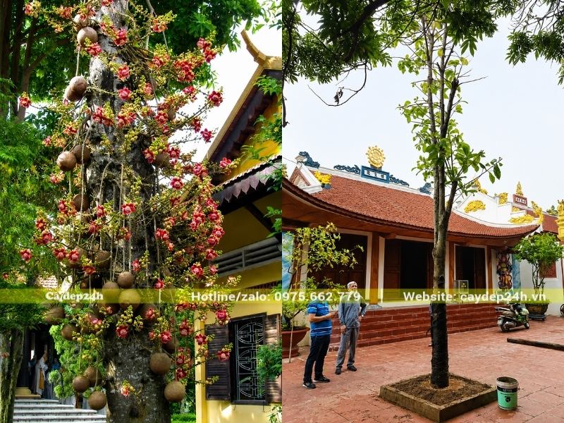 Trồng cây sala ở giữa sân chùa