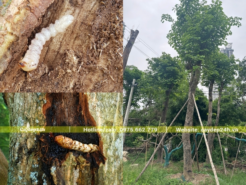 Sâu đục thân tấn công cây ban Tây Bắc