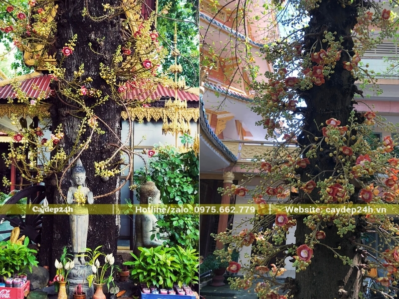 Cây sala nhiều hoa trong chùa