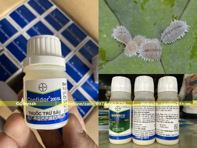 Hai loại thuốc trị rệp sáp có hiệu quả cao nhất