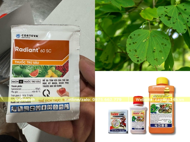 Hai loại thuốc tiêu diệt sâu ăn lá