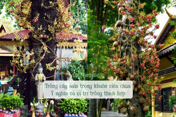 Trồng cây sala trong khuôn viên chùa
