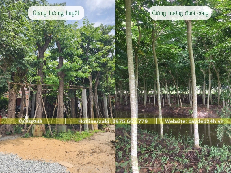 Hai loại giáng hương trên thị trường hiện nay
