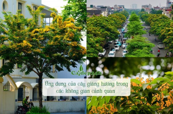 Các ứng dụng của cây giáng hương trong không gian