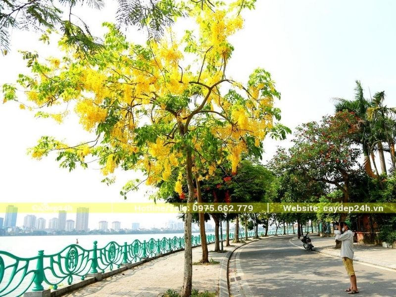 Cây muồng hoàng yến có thoát thân cao