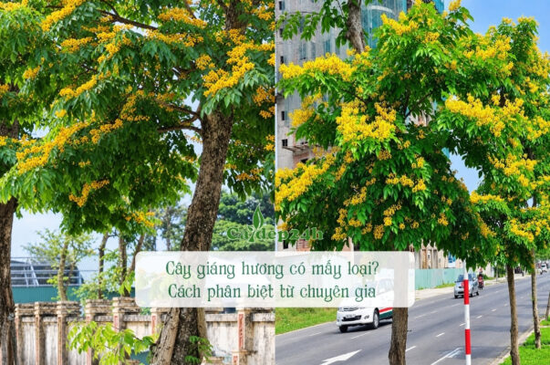 Cây giáng hương có mấy loại trên thị trường