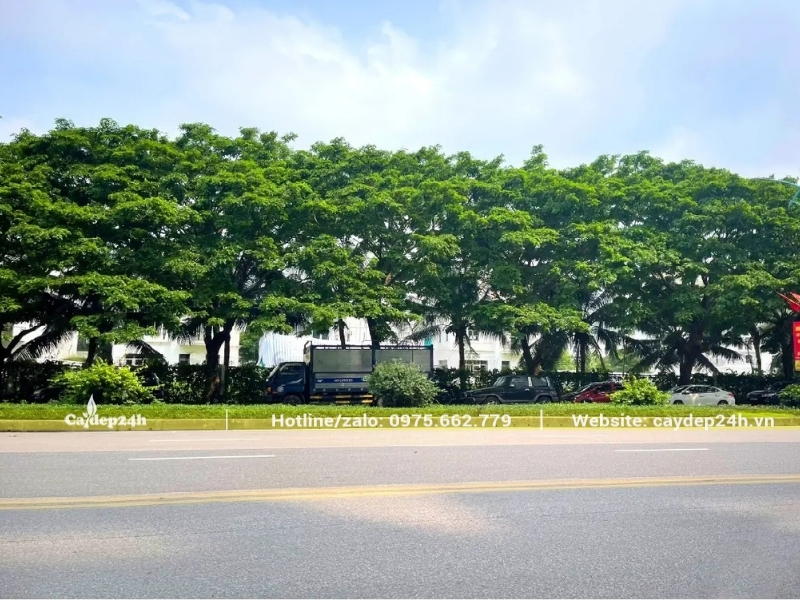 Hàng cây giáng hương xanh mướt