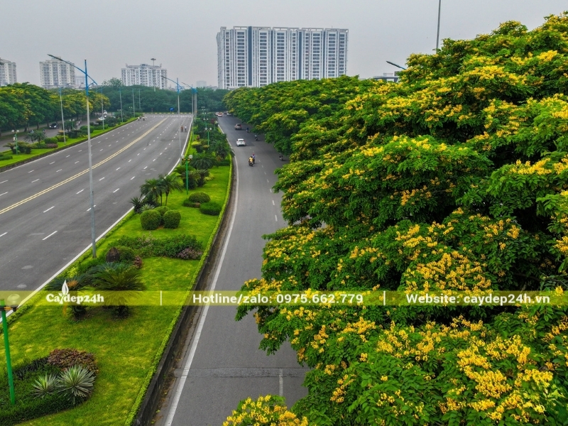 Cây giáng hương trồng trên vỉa hè