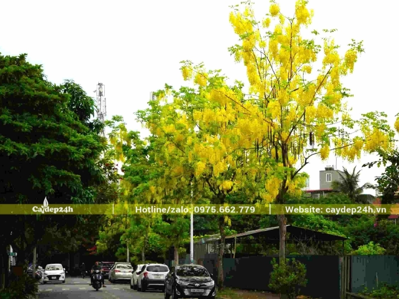 Cây muồng hoàng yến sinh trưởng nhanh sau vài năm