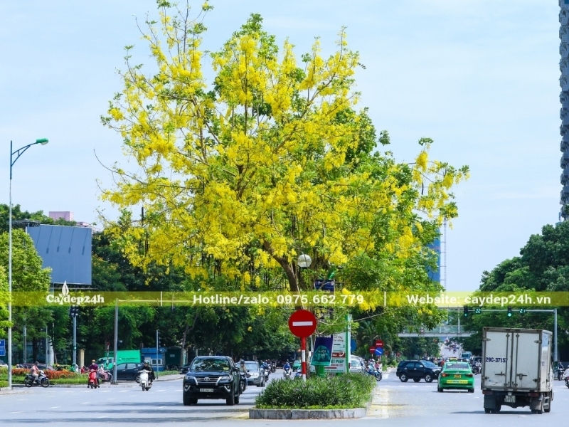 Trồng muồng hoàng yến tại dải phân cách