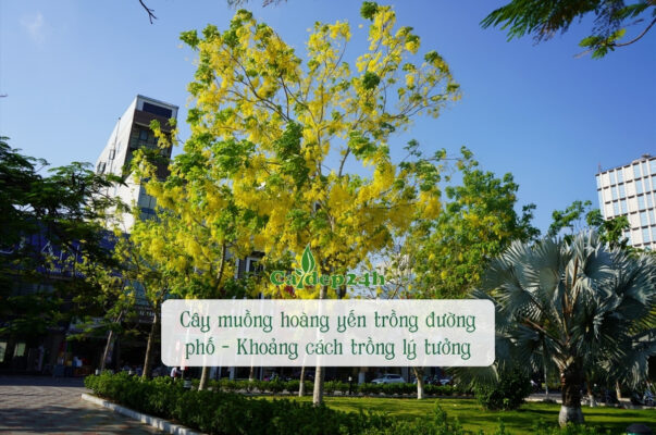 Cây muồng hoàng yến trồng đường phố rất phổ biến