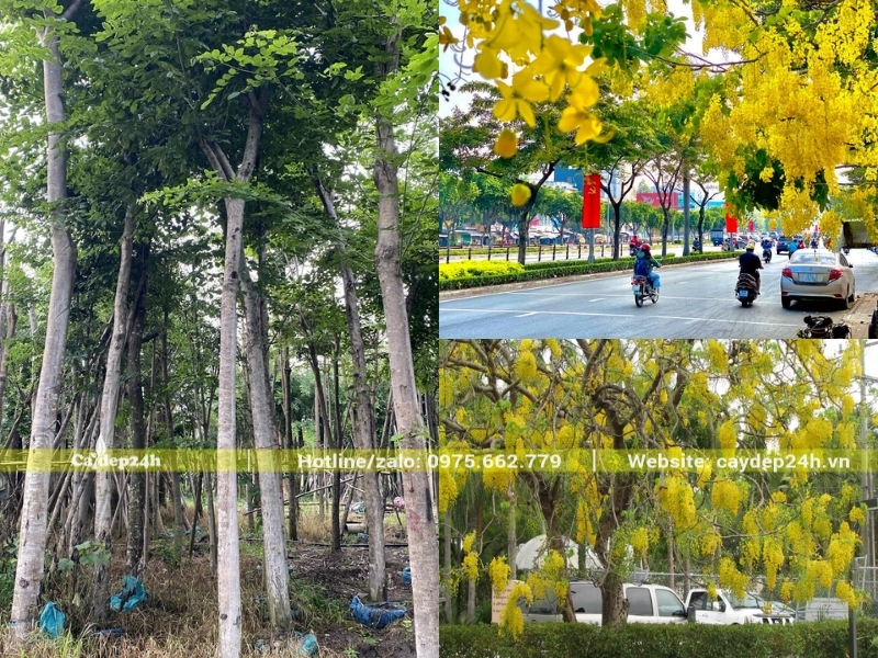 Cây muồng hoàng yến công trình số lượng lớn