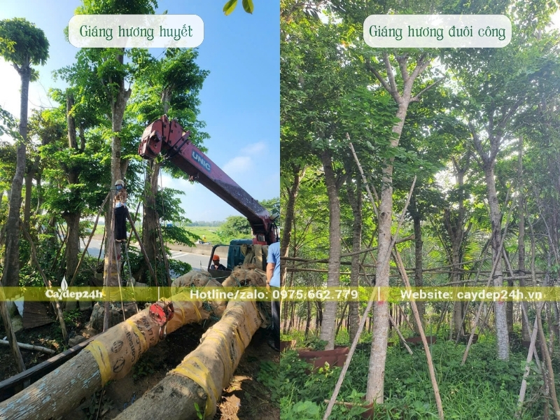 Hai loại giáng hương có giá trị khác biệt