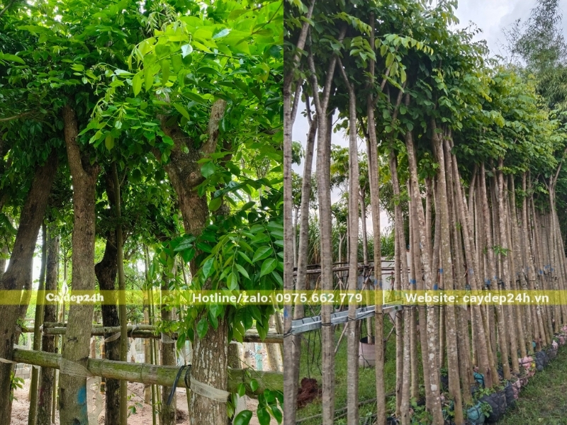 Số lượng giáng hương các loại luôn có sẵn tại vườn