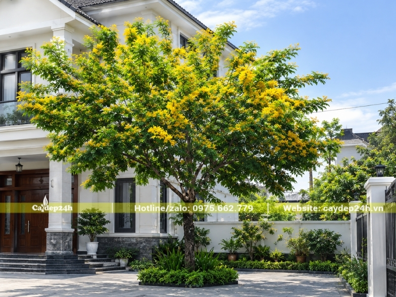 Ảnh minh họa cây giáng hương trong sân nhà biệt thự