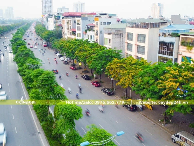 Giáng hương đuôi công trồng dày đặc dọc phố