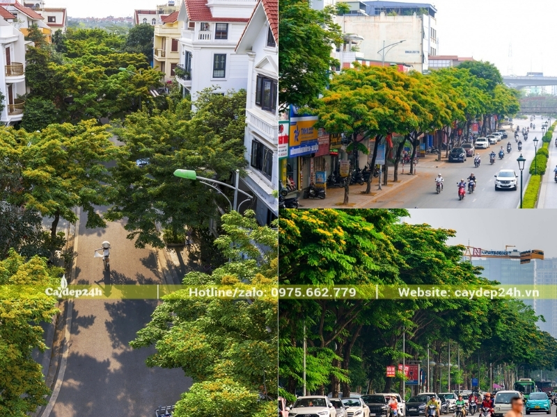 Hoa giáng hương được trồng trên nhiều con phố