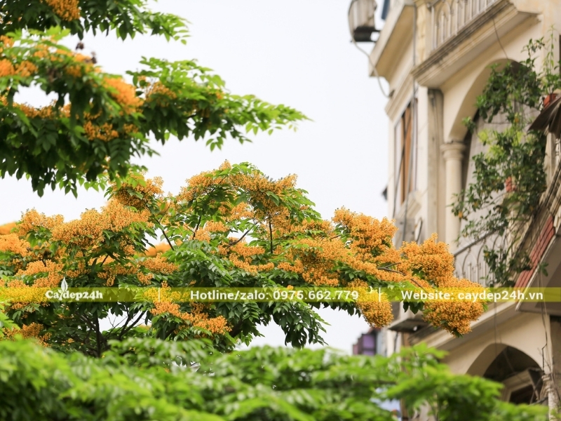 Hoa giáng hương nở đẹp cạnh nhà biệt thự