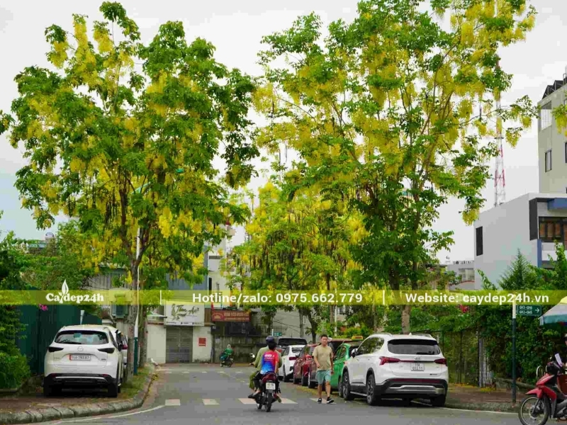 Hoa muồng hoàng yến nở đều trên bộ khung tán