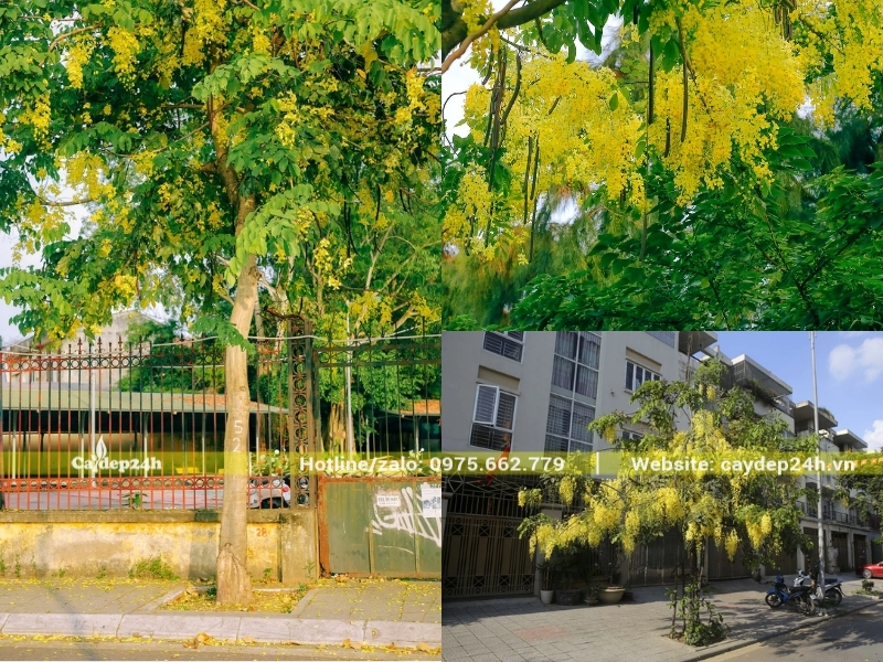 Những chùm hoa muồng  hoàng yến đẹp trên phố