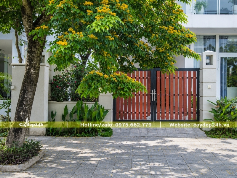 Cây giáng hương trồng trước cổng nhà phố