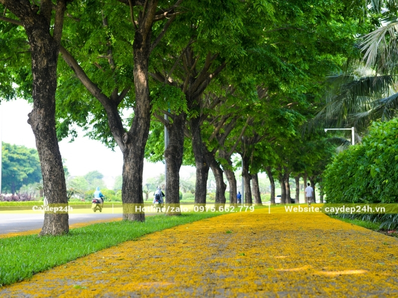 Hàng cây giáng hương kích thước khủng trên đường phố