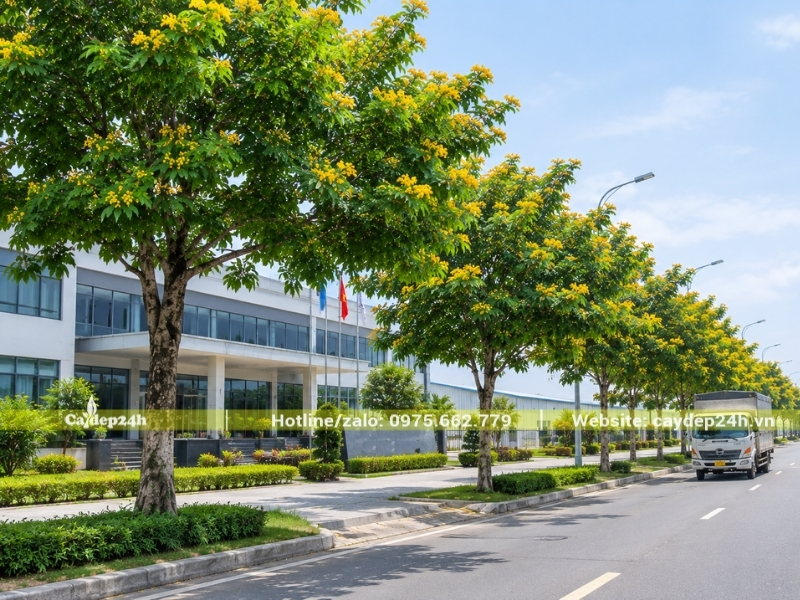 Trồng giáng hương theo hàng đều tăm tắp tại khu công nghiệp