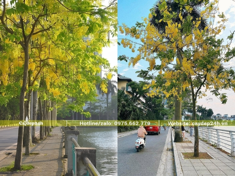 Cây muồng hoàng yến trồng trên vỉa hè