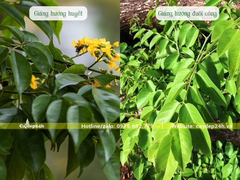 Lá giáng hương đều có đặc điểm trơn bóng