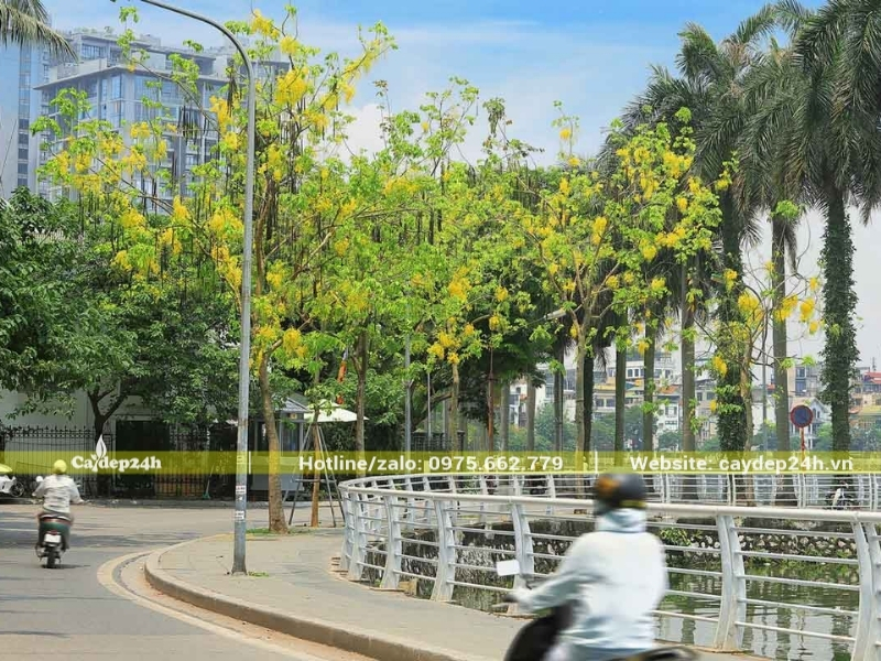 Cây osaka vàng nở hoa rực rỡ