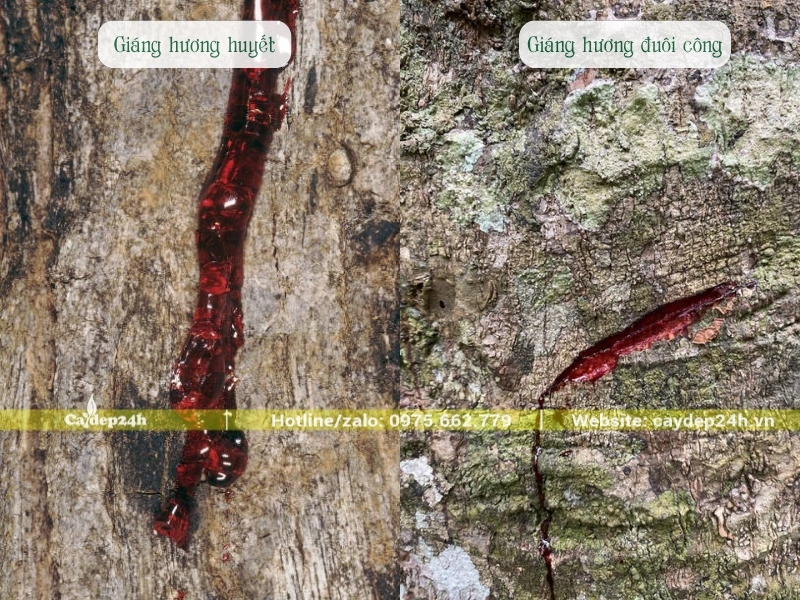 Nhựa cây giáng hương huyết đậm màu hơn