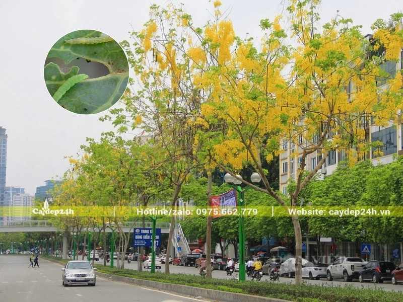 Sâu ăn lá rất phổ biến trên cây muồng hoàng yến