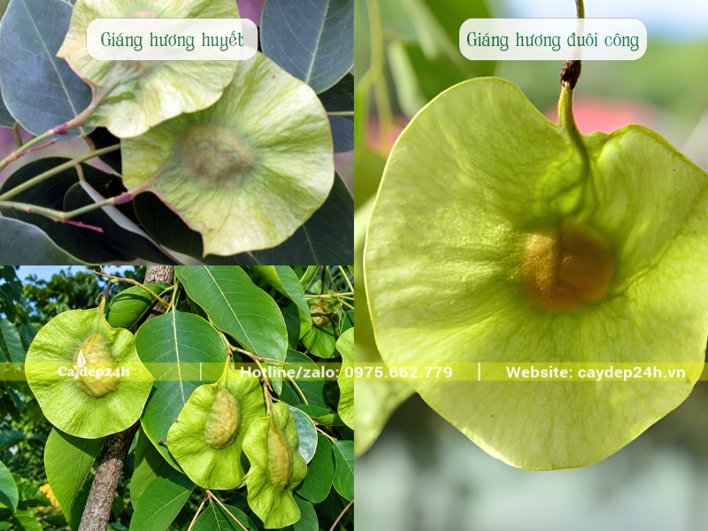 Đặc điểm của quả hai loại giáng hương