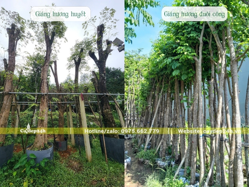Đặc điểm của vỏ cây giáng hương